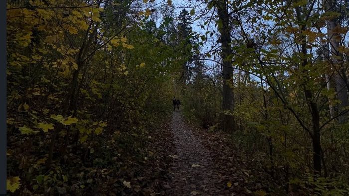 An autumn forest path